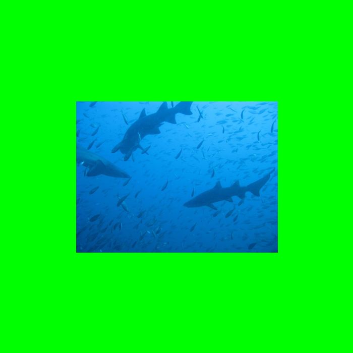 Dive NC 4-Jul-09_594 Shark-6.jpg